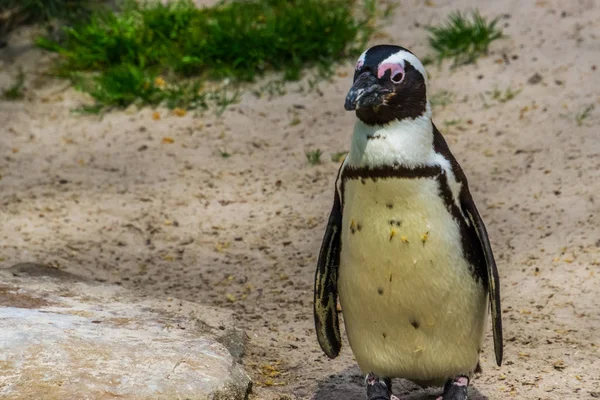 Retrato de primer plano de un pingüino de patas negras africano, especie de ave tropical en peligro de extinción de África, aves semiacuáticas —  Fotos de Stock