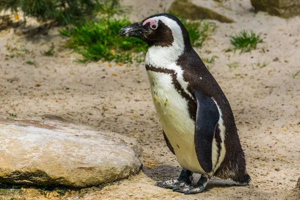 Pingüino de patas negras africano en primer plano, Pájaro semiacuático, Especie animal en peligro de extinción de la costa de África —  Fotos de Stock