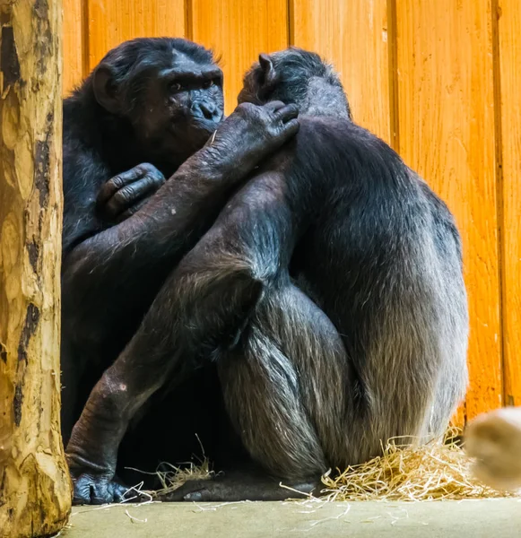 Gemeenschappelijk chimpansee paar worden zeer intiem samen, apen uitdrukken Liefde aan elkaar, primaat gedrag — Stockfoto