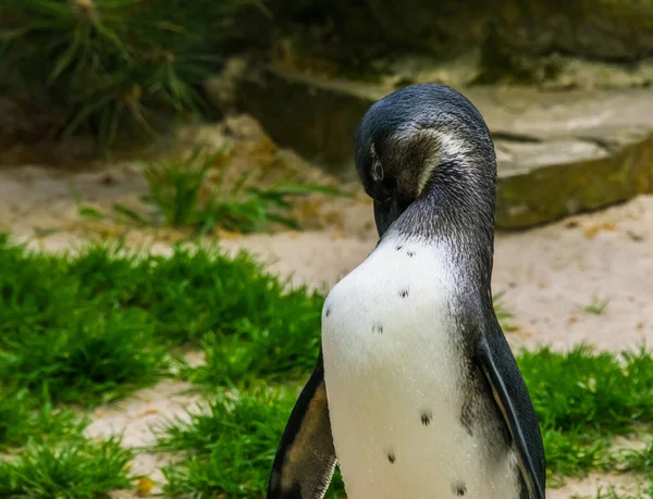 Pingüino de patas negras africano acicalando su plumaje, Pájaro semiacuático, Especie animal en peligro de extinción de la costa de África —  Fotos de Stock