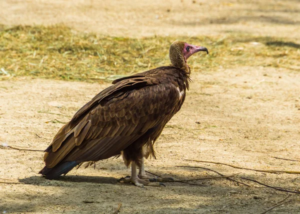 Portrét SUPu s kápí, kriticky ohrožený pták z pouště v Africe — Stock fotografie