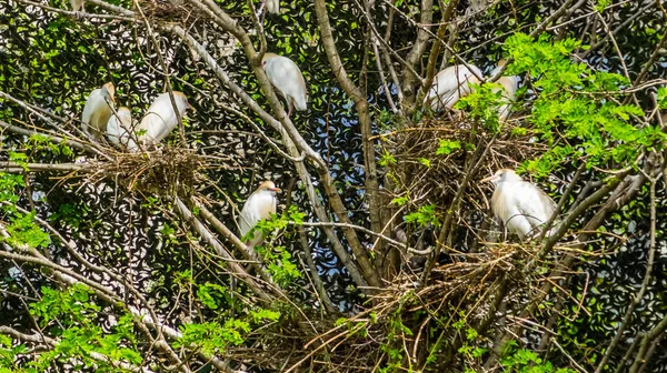 Grande famiglia di garzette nidificanti su un albero, aironi seduti nel loro nido su un albero, stagione di riproduzione degli uccelli durante la primavera — Foto Stock