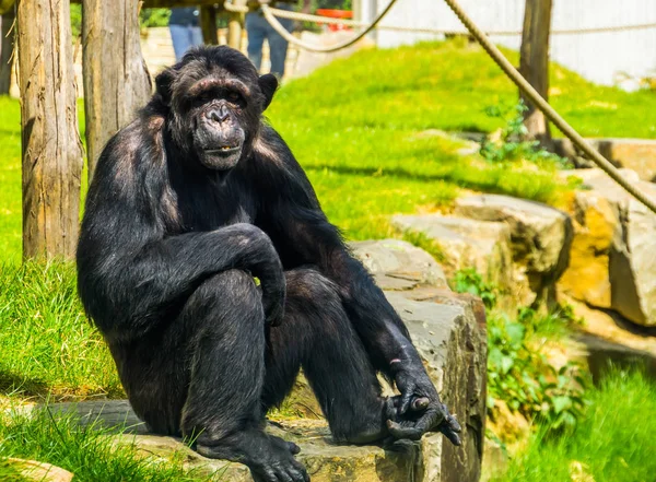美丽的画像大型成年黑猩猩，热带猴子从非洲，濒危动物物种 — 图库照片