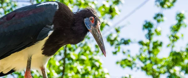 White bellied stork with its face in closeup, tropical bird specie from Africa — 스톡 사진