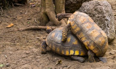 erkek ve kadın sarı ayaklı kaplumbağa birlikte çiftleşme, cinsel sürüngen davranış, Amerika'dan savunmasız hayvan specie