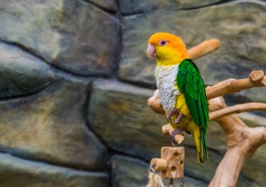 beyaz karınlı caique portresi, aviculture popüler ve renkli evcil hayvan, Brezilya Amazon nesli tükenmekte olan kuş türbesi