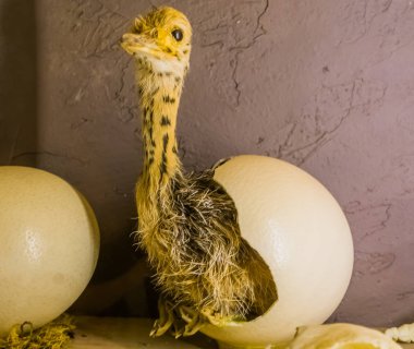 baby ostrich coming out of a hatched egg, birth process of a flightless bird, stuffed animals and decorations clipart