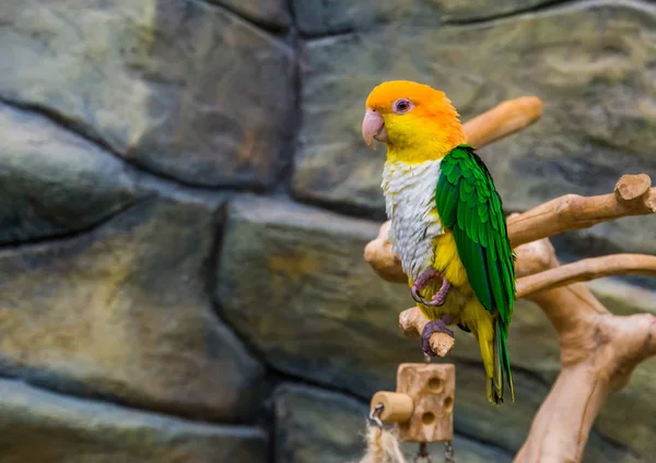 Retrato de um caique de barriga branca, animal de estimação popular e colorido na avicultura, espécie de ave ameaçada de extinção da Amazônia do Brasil — Fotografia de Stock