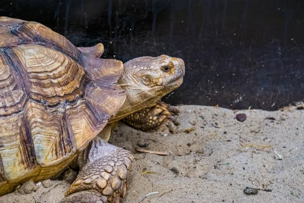 Das Gesicht einer afrikanischen Schildkröte in Großaufnahme, tropische Landschildkröte aus der Wüste Afrikas, gefährdete Reptilienart — Stockfoto