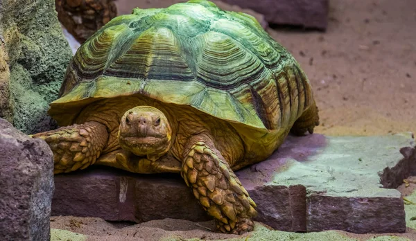 Afrikanische Schildkröte in Großaufnahme, tropische Landschildkröte aus der Wüste Afrikas, gefährdete Reptilienart — Stockfoto
