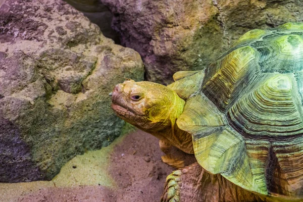 Tartaruga africana estimulada em close-up com o rosto, tartaruga tropical do deserto da África, espécie de réptil vulnerável — Fotografia de Stock