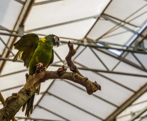 Papagaio-arara-de-colarinho-amarelo espalhando suas asas, animal de estimação tropical popular do Brasil, pássaro tropical colorido — Fotografia de Stock