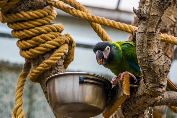 Loro guacamayo de cuello amarillo comiendo de un tazón, cuidado de mascotas en la avicultura, popular pájaro colorido de Brasil — Foto de Stock