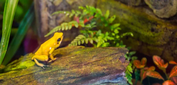 Altın zehir dart kurbağa bir ağaç gövdesi üzerinde oturan, Kolombiya, herpetoculture popüler evcil hayvan Nesli tükenmekte olan amfibi — Stok fotoğraf