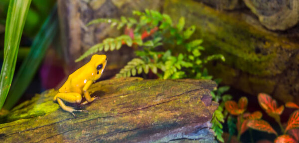 Golden poison dart frog sitting on a tree trunk, Endangered amphibian from colombia, popular pet in herpetoculture