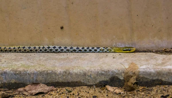 Taiwan beauty rat snake crawling in a garden, popular serpent from Asia, snake with black, white and yellow colors — Stock Photo, Image