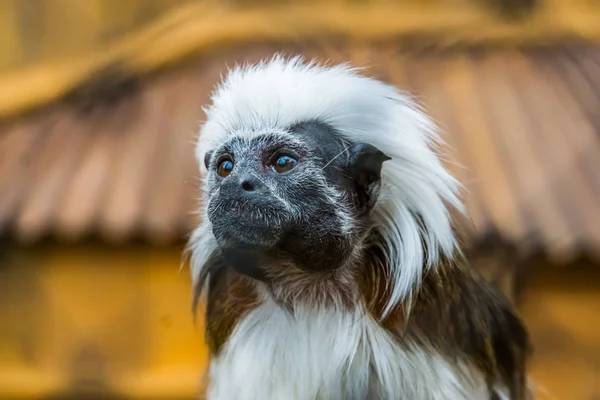 La cara de un tamarín de algodón en primer plano, mono tropical en peligro crítico de Colombia — Foto de Stock