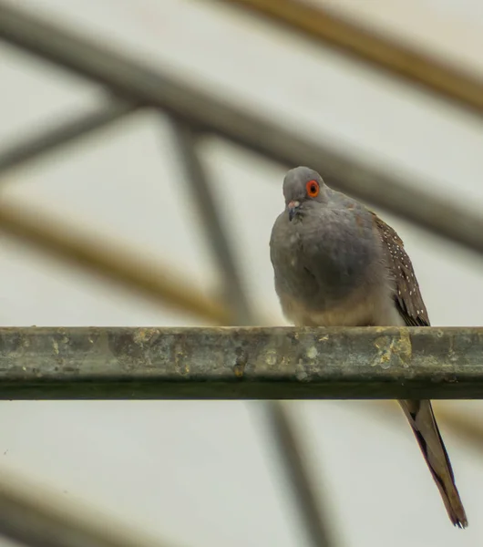 Retrato de una paloma diamante sentada en una viga de metal en el aviario, paloma tropical pequeña de Australia —  Fotos de Stock