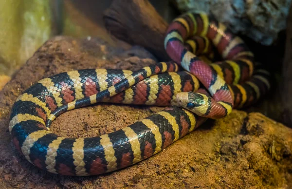 Close-up de uma cobra rei da montanha Arizona, vívido colorido serpente tropical da América, animal de estimação réptil Popular em herpetocultura — Fotografia de Stock