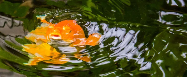 Gran carpa naranja nadando en el agua y saliendo a la superficie, peces ornamentales populares y mascotas — Foto de Stock