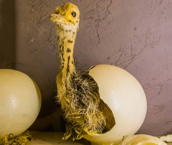 Baby ostrich coming out of a hatched egg, birth process of a flightless bird, stuffed animals and decorations — Stock Photo, Image