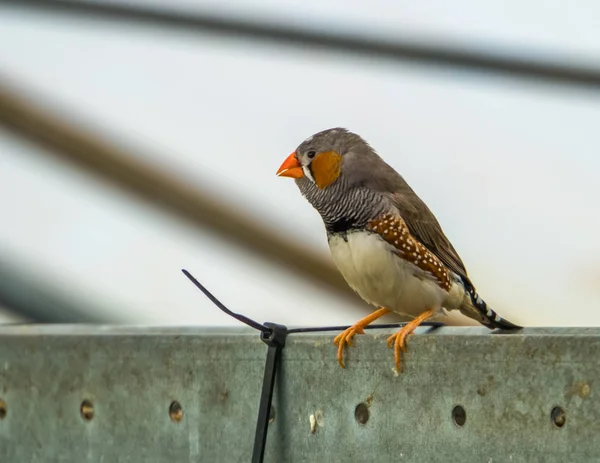 Zèbre mâle dans une volière, animal de compagnie populaire en aviculture, oiseau tropical d'Australie — Photo