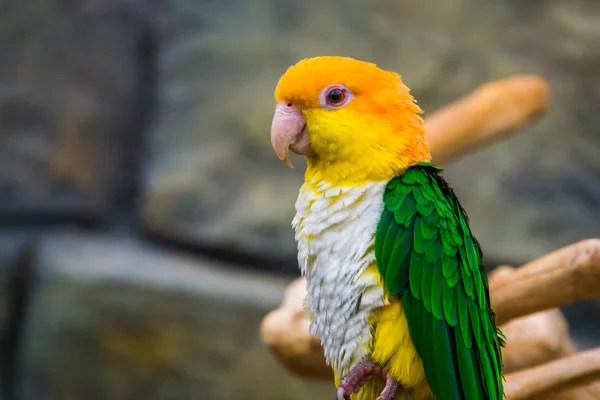 Primer plano de un caique de vientre blanco, mascota popular en la avicultura, especie de ave en peligro de extinción de la amazonía de Brasil Fotos De Stock Sin Royalties Gratis