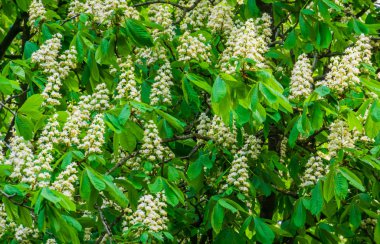 çiçekaçan bir kestane ağacının yakın çekim, bahar sezonunda beyaz mum çiçekleri, çiçekli bitkiler ve ağaçlar