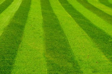 green grass lawn mowed in a striped pattern, decorative grass pattern, gardening and garden maintenance clipart