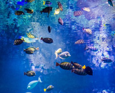 deniz yaşamı arka plan, cerrah balıklar sürüsü birlikte sualtı, güzel mavi okyanus yüzme