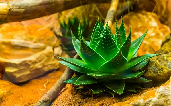 Primer plano de una pequeña planta de aloe vera, medicina ayurvédica, plantas cultivadas populares en la horticultura — Foto de Stock