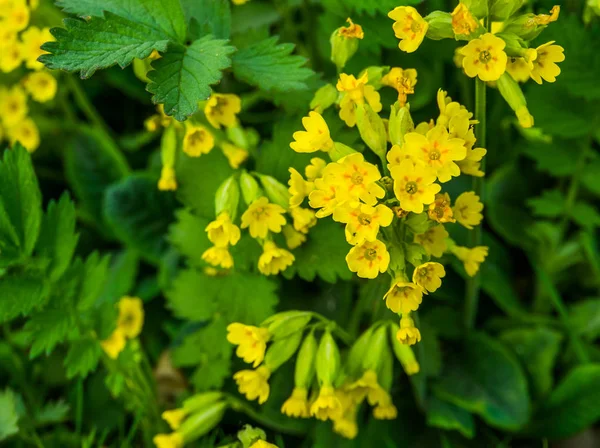 マクロ・クローズアップの黄色い菜の花春の野マスタード植物自然背景 — ストック写真
