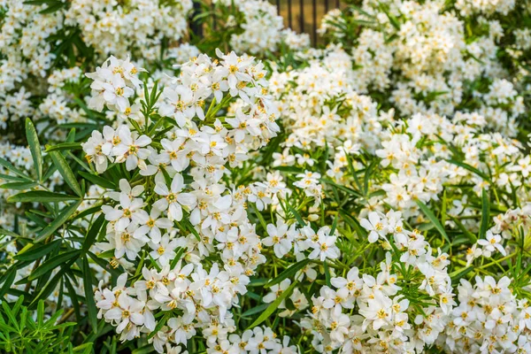 Strauch mexikanischer Orangenblüten, weiße aromatische Blütenpflanze aus Mexiko, beliebte tropische Kulturpflanze — Stockfoto