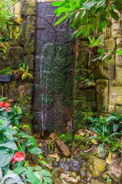 tropik bir bahçede akarsu şelale, güzel arka bahçe mimarisi, doğa arka plan