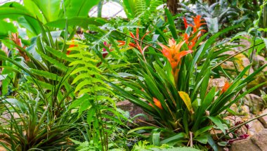 orange tufted air plant in a tropical garden, popular exotic home and garden plant clipart