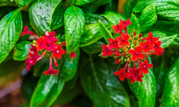 red clustered flowers in macro closeup of a pentas plant, tropical flowering plants, nature background