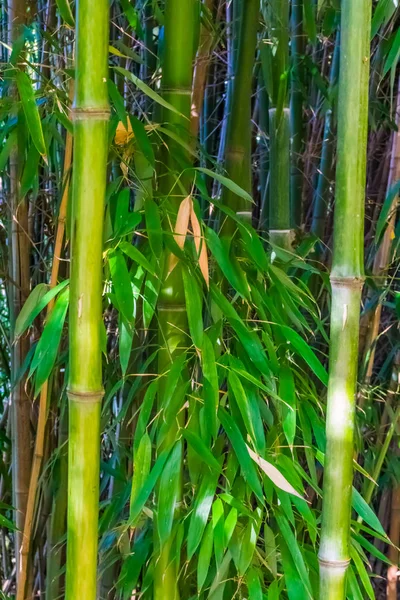 Makro zaostřená z bambusových kmenů a listů, přírodní pozadí, populární tropické zahradní rostliny — Stock fotografie