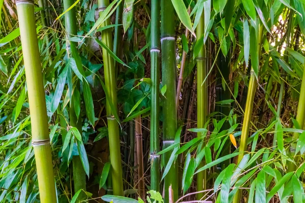 Makro closeup yeşil bambu gövdeleri ve yaprakları, popüler tropikal bitkiler, botanik arka plan — Stok fotoğraf