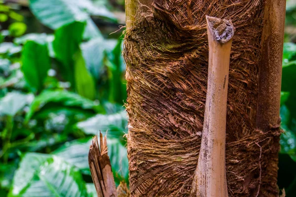 Macro closeup de um tronco de palmeira, fundo de natureza tropical, plantas de jardim populares e árvores — Fotografia de Stock