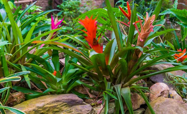 Červené vzdušné rostliny v tropické zahradě, populární exotické domácí a dvorní rostliny z Ameriky — Stock fotografie