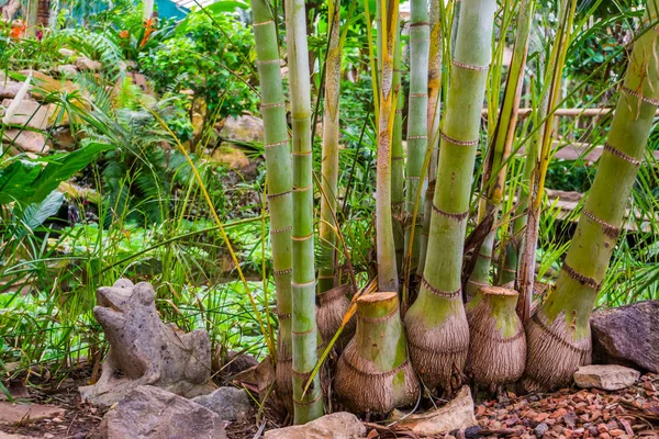 Troncos de bambu de uma espécie de bambu gigante, plantas tropicais populares e árvores para o jardim — Fotografia de Stock