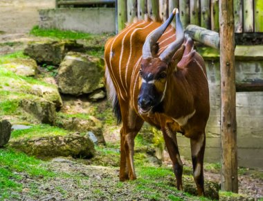 Doğu dağ bongo portresi, Afrika'da Kenya kritik tehlike altındaki hayvan specie, spiral boynuzlu antilop