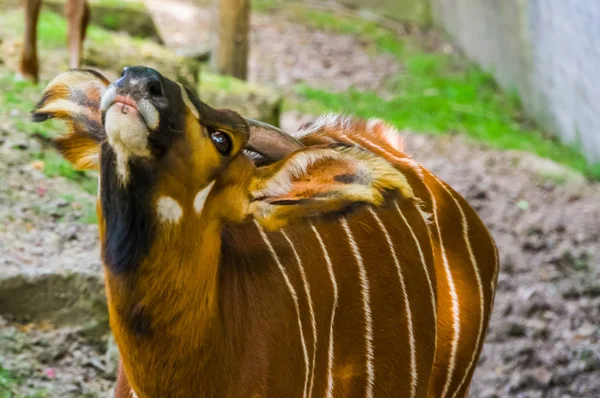 Grappig close-up van het gezicht van een Oost-berg Bongo, ernstig bedreigde dier specie uit Kenia in Afrika, spiraal gehoornde Antelope — Stockfoto