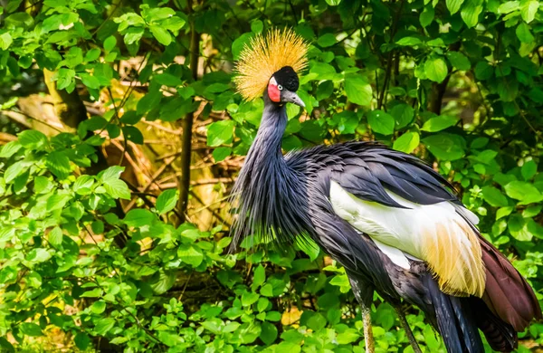 Belle grue à couronne grise en gros plan, espèce d'oiseaux tropicaux d'Afrique, Espèces animales en voie de disparition — Photo