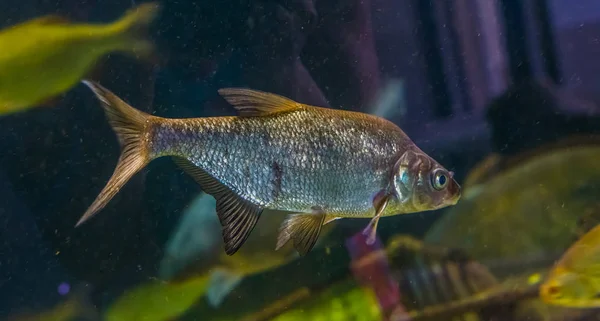 Closeup portrait of a common bream swimming in the water, shiny silver fish, popular pet in aquaculture — Stock Photo, Image