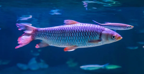 suda bir apollo köpekbalığı minnow yakın çekim, Asya'dan tropikal balık