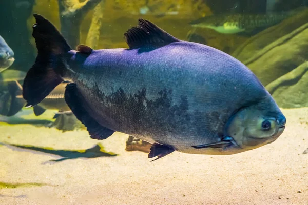 Giant fekete Pacu, trópusi nagy hal az Amazonas-medence az amerikai, népszerű PET akvakultúra — Stock Fotó