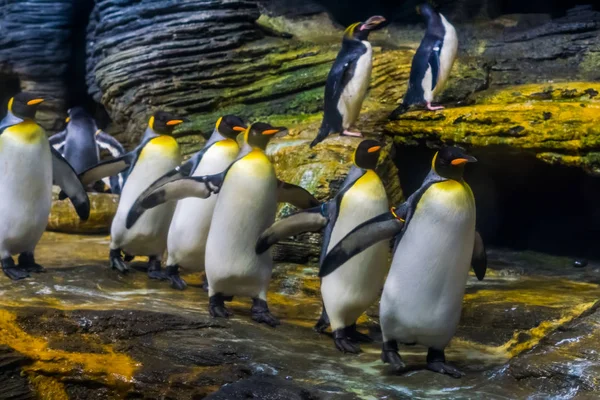 funny colony of king penguins follow the leader, social bird behavior, popular zoo animals from the antarctic