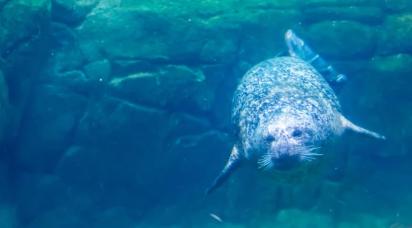 Gemeine Robbe schwimmt unter Wasser, schönes Porträt einer Hafenrobbe, gemeines Meeressäugetier von der Pazifik- und Atlantikküste — Stockfoto