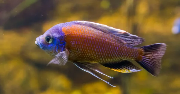Itungi vermelho cap peixe comedor de areia em close-up, peixes coloridos em vibrante roxo e laranja, animais de estimação aquário ornamental — Fotografia de Stock